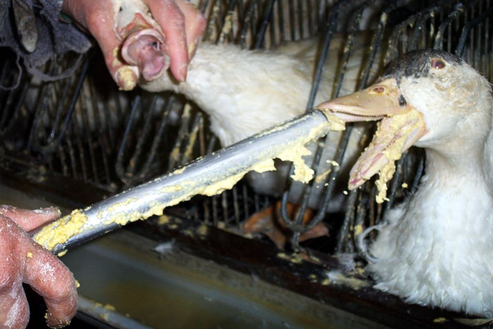 Foie gras: Europæisk forbud på vej