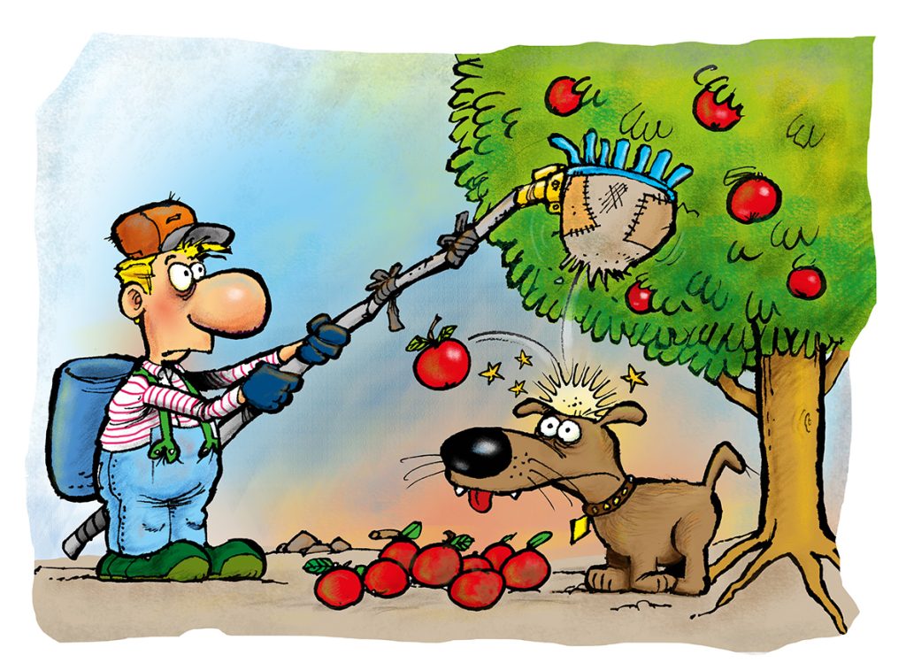Vi plukker frugt med en brugt frugtplukker
