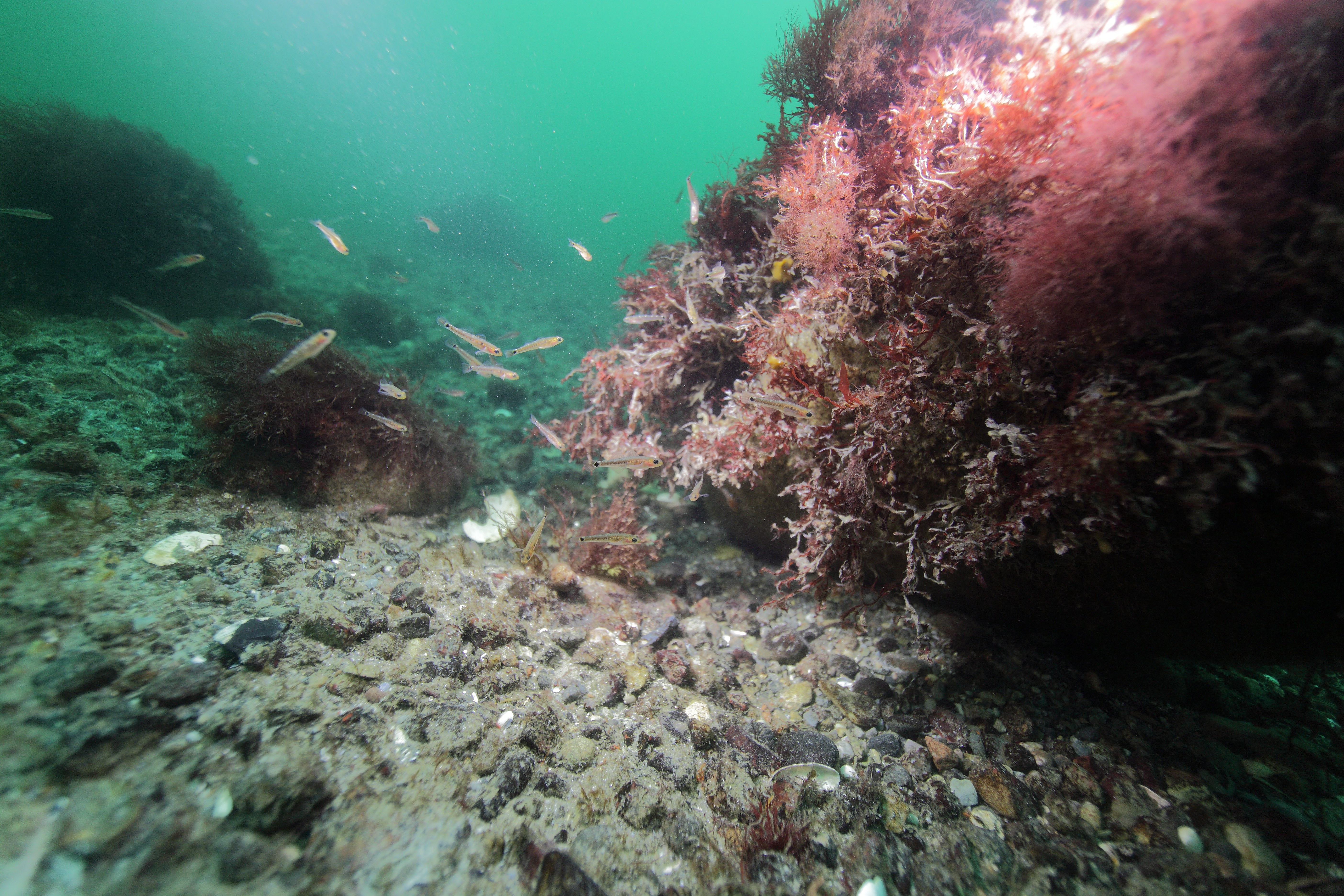 Femern-tunnelen gavner biodiversiteten