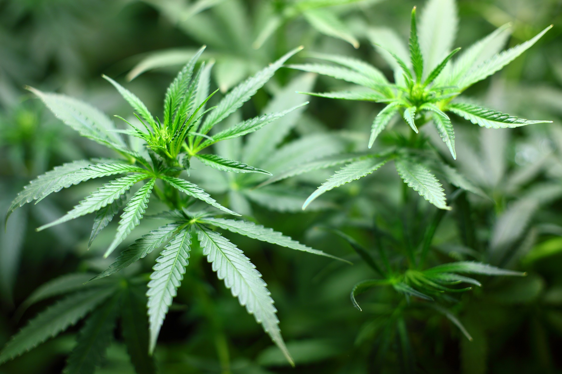 Fri hash og lovlig narko?