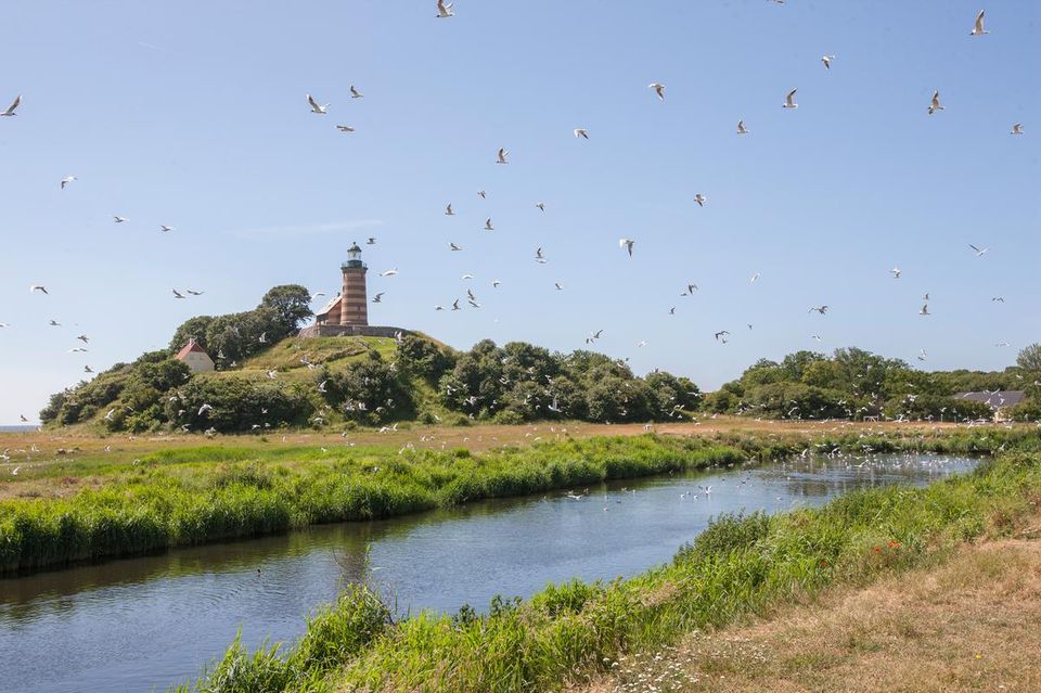 Dansk ø er en succeshistorie om aktiv naturforvaltning