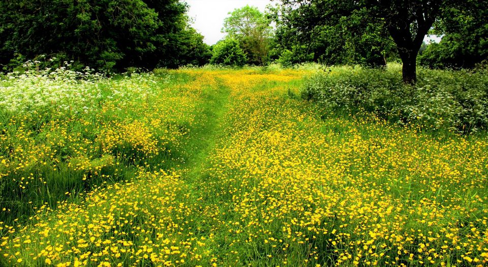 Dette kan du gøre for at hjælpe Danmarks biodiversitet