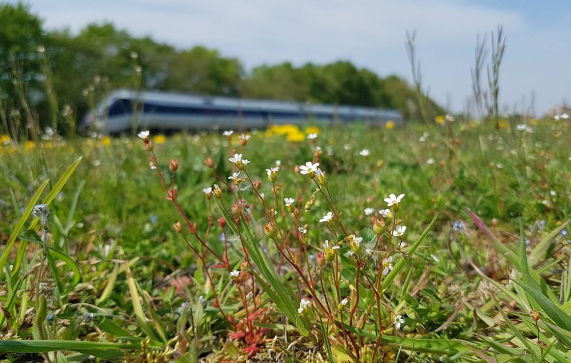 Jernbanedriften kan bidrage til en øget biodiversitet i Danmark