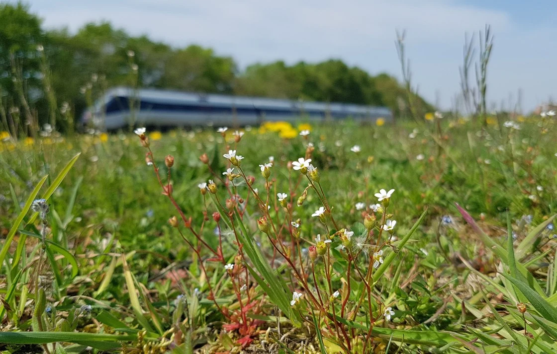 Jernbanedriften kan bidrage til en øget biodiversitet i Danmark