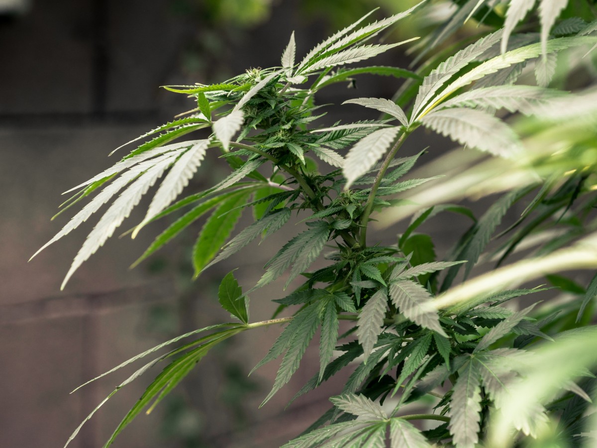 Forsøg med lodtrækning om medicinsk cannabis
