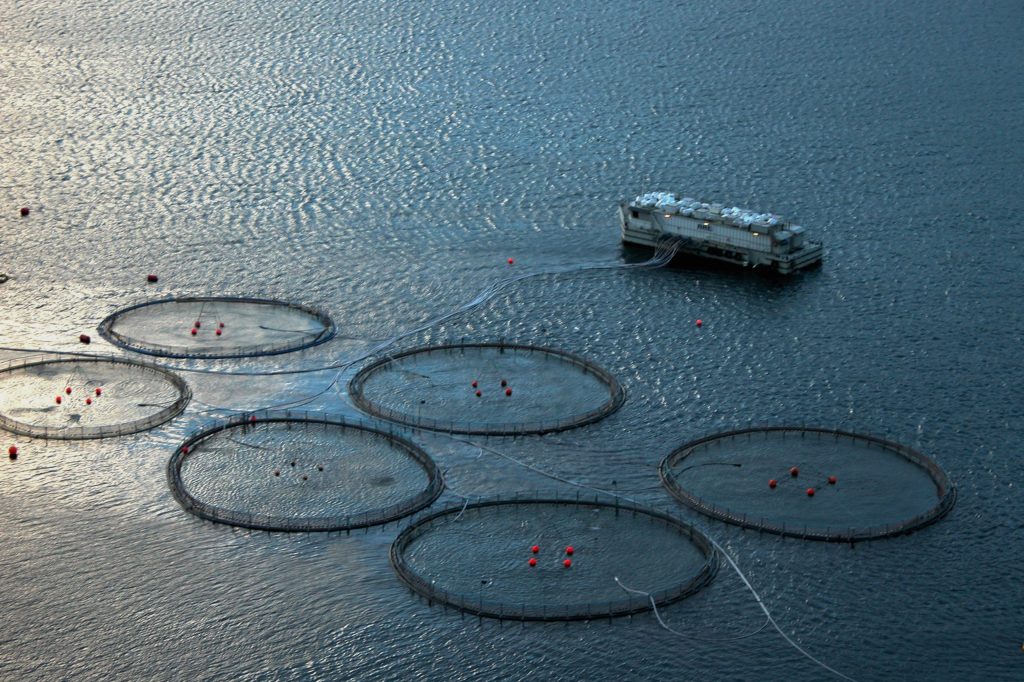 Folketingsflertal tillader flere havbrug ved danske kyster