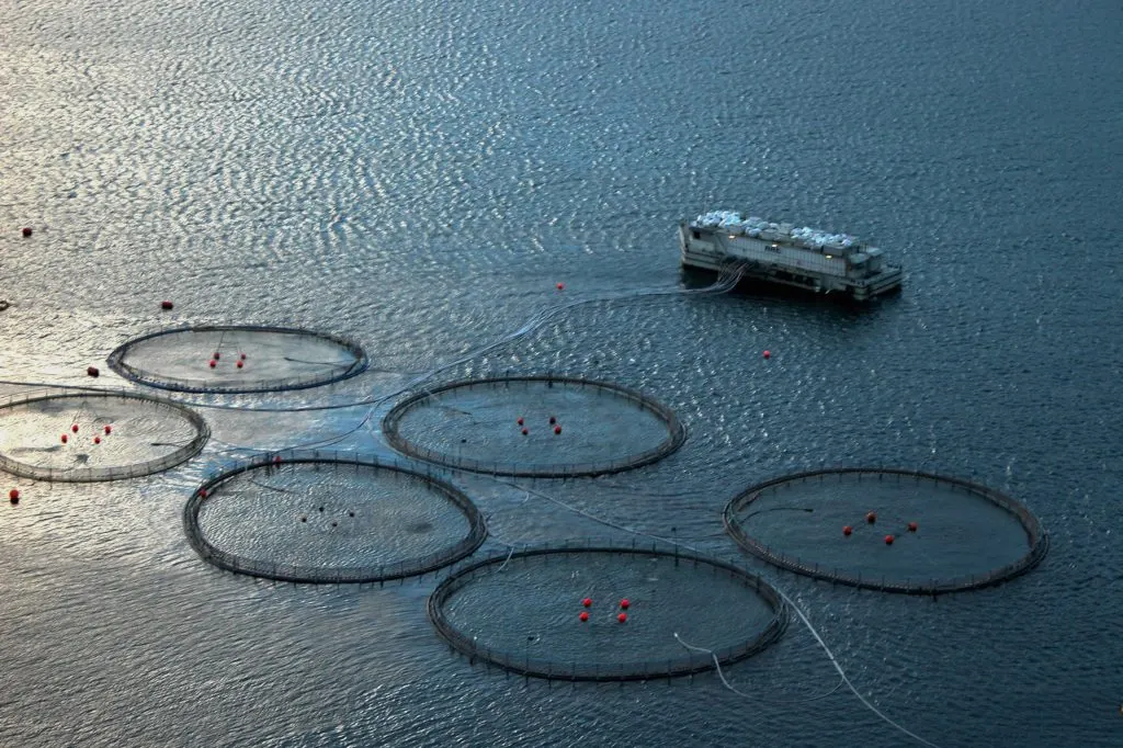 Folketingsflertal tillader flere havbrug ved danske kyster
