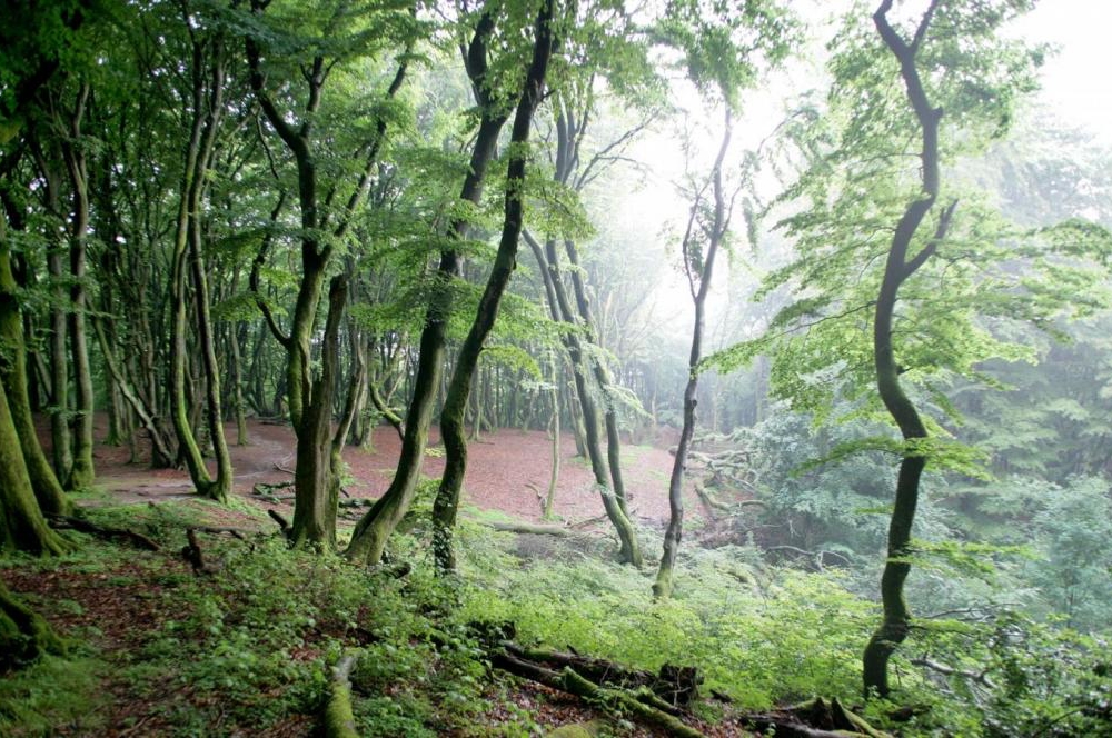 EU-projekt til 50 mio. kroner skal skabe større biodiversitet i 25 danske skove