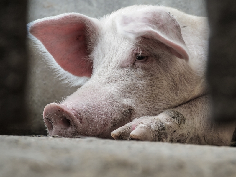 Forbruget af antibiotika i svinestaldene falder fortsat
