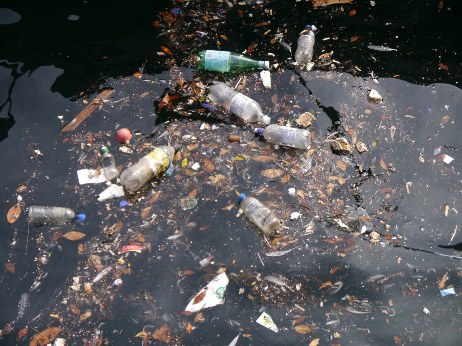 WWF-rapport: Vi er ved at ødelægge fundamentet for liv