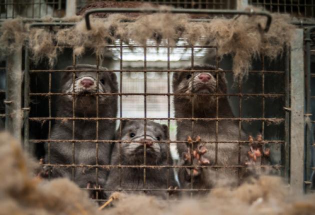‘Minkskandalen’: Så meget har det kostet at aflive alle mink