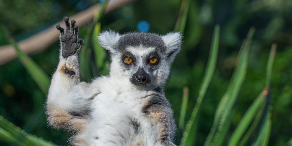 Pelsdyr på flugt: Har du set de to Madagascar-dyr?