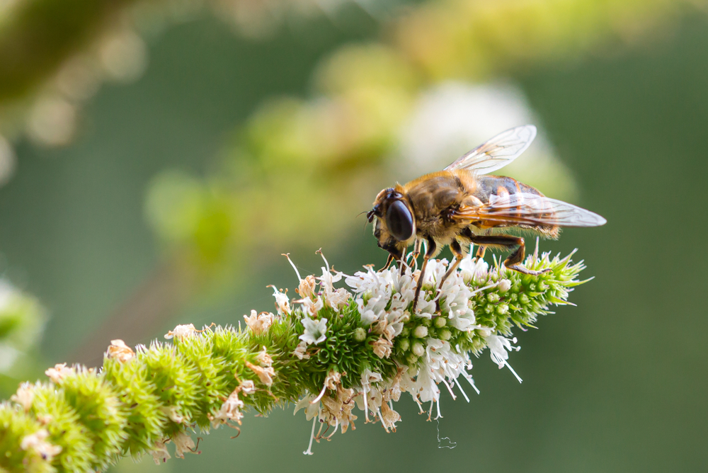 EU viser lederskab med ny strategi for biodiversiteten