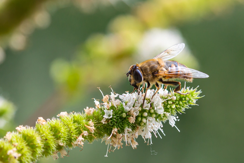 EU viser lederskab med ny strategi for biodiversiteten