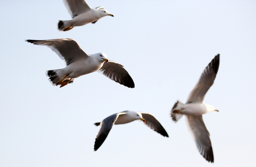 Regeringen vil beskytte havets vilde natur