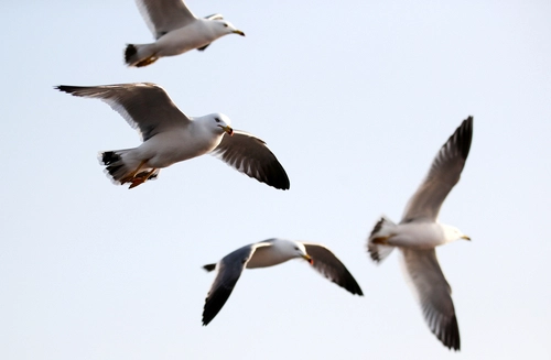 Regeringen vil beskytte havets vilde natur