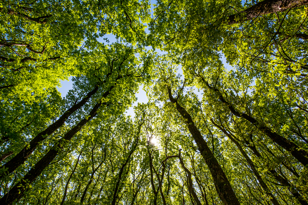 Ny natur – og biodiversitetspakke klar: Historisk løft til dansk natur