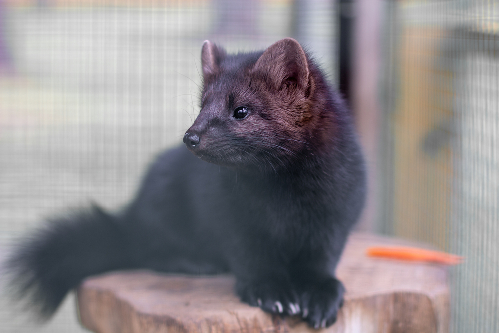 Omstridt politisk aftale om mink endelig fastlagt