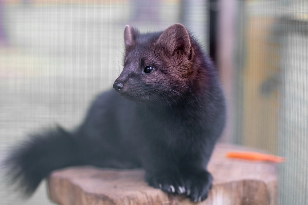 Omstridt politisk aftale om mink endelig fastlagt
