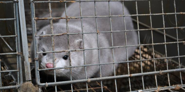 Udvikling i mink-sagen: Regeringen vil grave minkene op