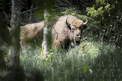 Tre nye naturnationalparker på vej til danskerne