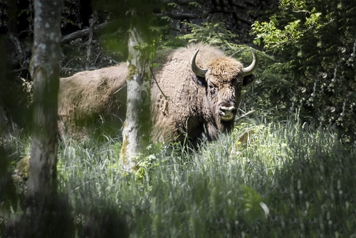 Tre nye naturnationalparker på vej til danskerne