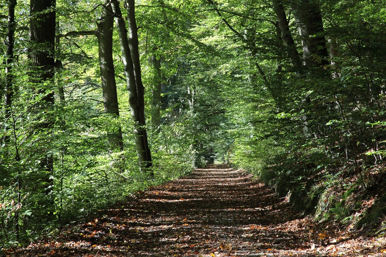 Sanker du i skoven? Disse 3 ting finder du i naturen netop nu