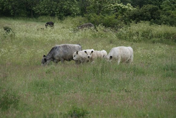 Dyrevelfærdsloven tilsidesættes i naturnationalparkerne