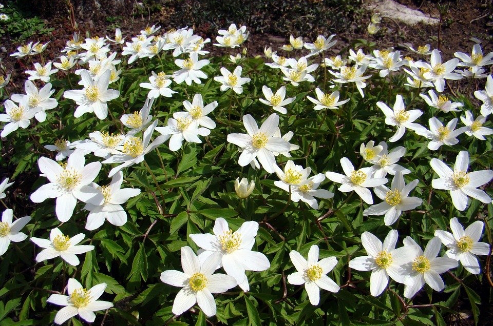 Naturen er stadig åben: Nu bliver det nemmere at finde lokale naturoplevelser