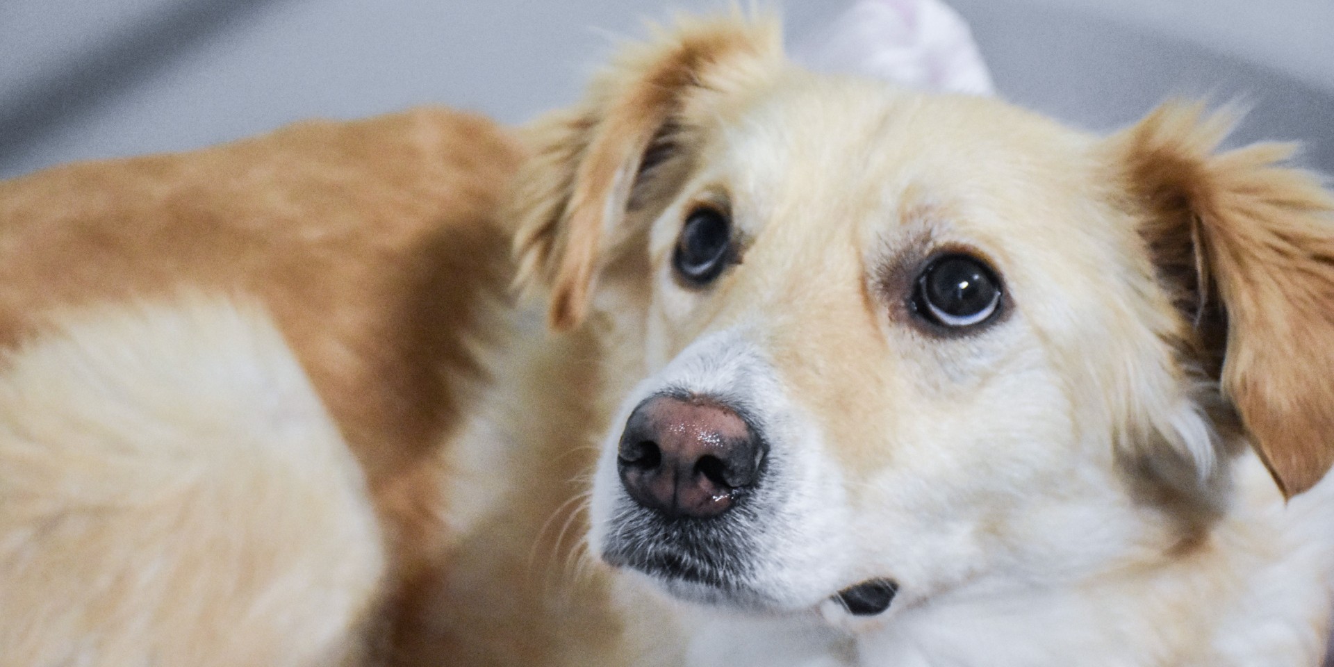 Sådan beskytter du bedst din hund fra angst, når nytåret brager