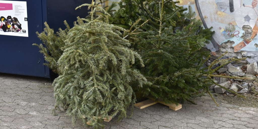 Hvad gør du med juletræet? Kommune opfordrer til at genanvende det som kompost
