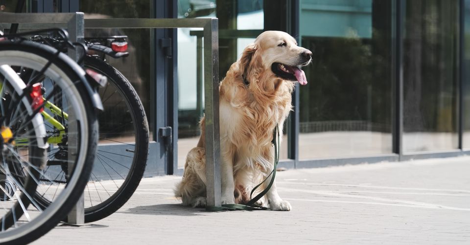 Lovændring for hunde er trådt i kraft: Nu er der lov for, hvordan og hvor længe du må binde hunden fast med snoren