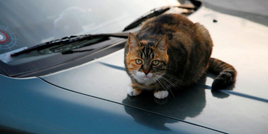 Katten skal også have det godt – sådan giver du den en god sommerferie