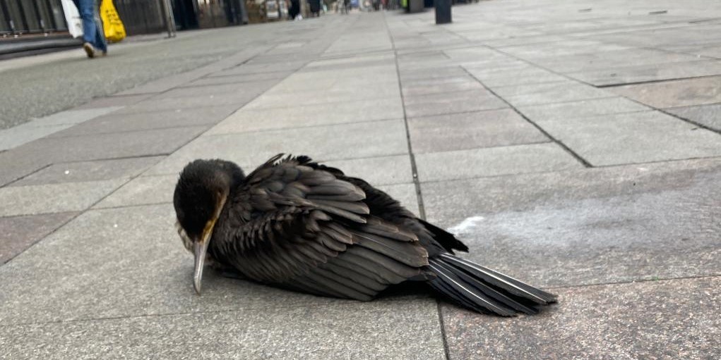 Mystisk massedød blandt fugle i Aalborg – nu er årsagen fundet