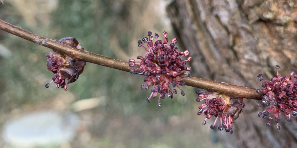 Løbende næser og kløende øjne: Nu er endnu der endnu en type pollen i luften