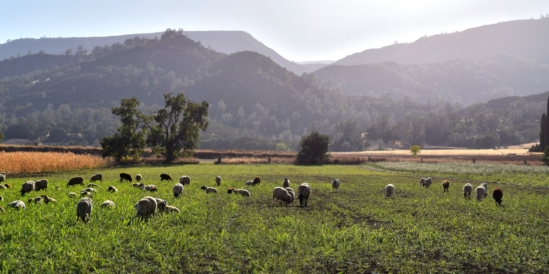 Dansk kæmpestudie slår fast: Bedst for både mennesker, miljø og bundlinjen at droppe dem