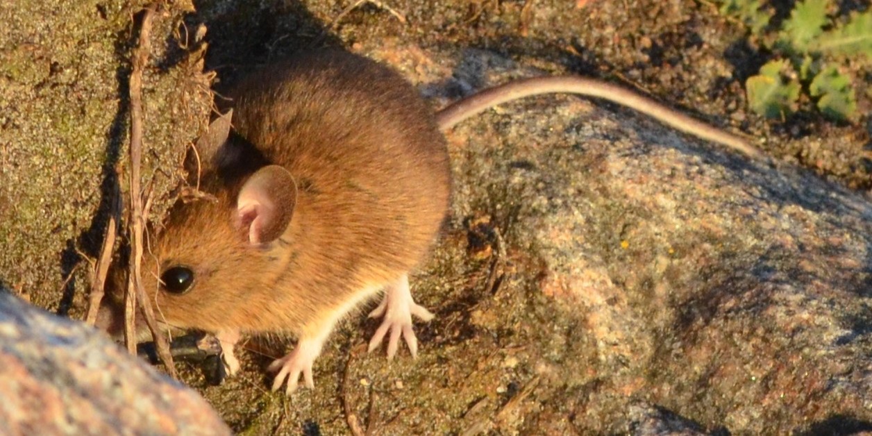 I år er der ekstra mange mus: Sådan slipper du af med dem på dyrevenlig vis