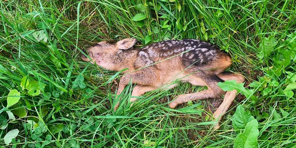 Så mange hjorte bliver skambidt af løse hunde – fører ofte til nødaflivninger