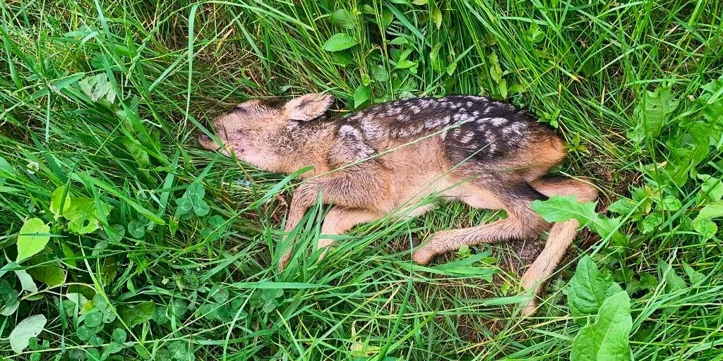 Så mange hjorte bliver skambidt af løse hunde – fører ofte til nødaflivninger