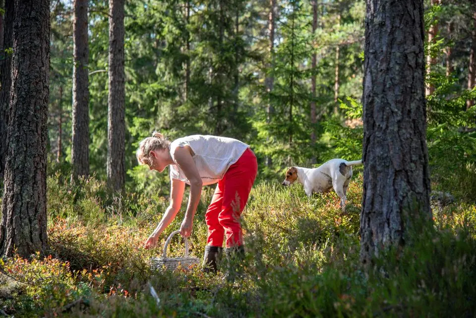 Norlys slår vild rekord: Har støttet flere projekter end nogensinde før for 21,5 millioner kroner: