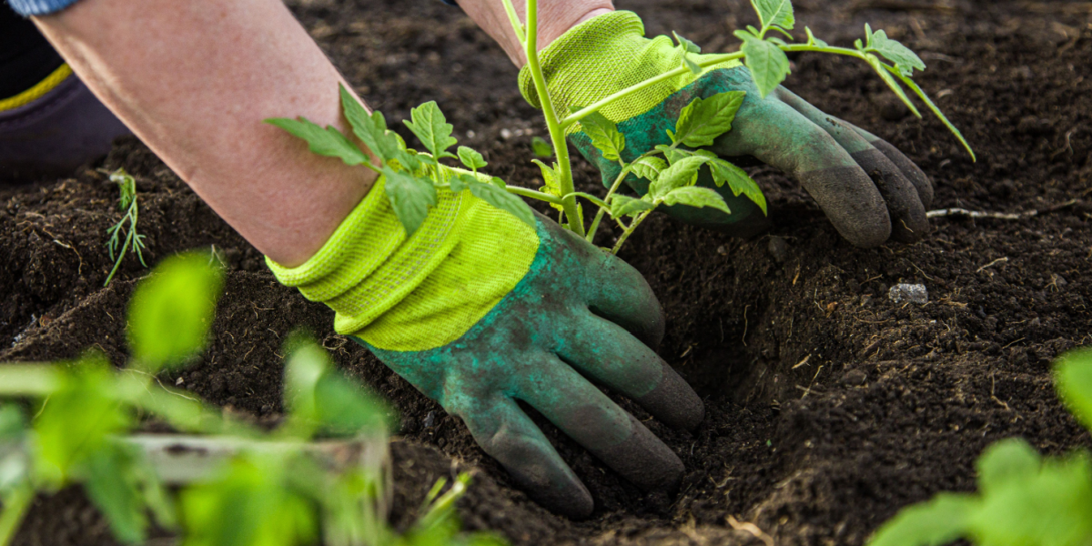Få gang i køkkenhaven: 2 ting, det er oplagt at plante netop nu