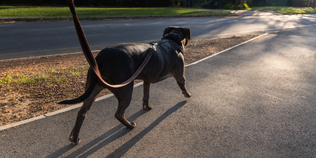 Det gør ondt på hunden at gå på det: Opråb til hundeejere