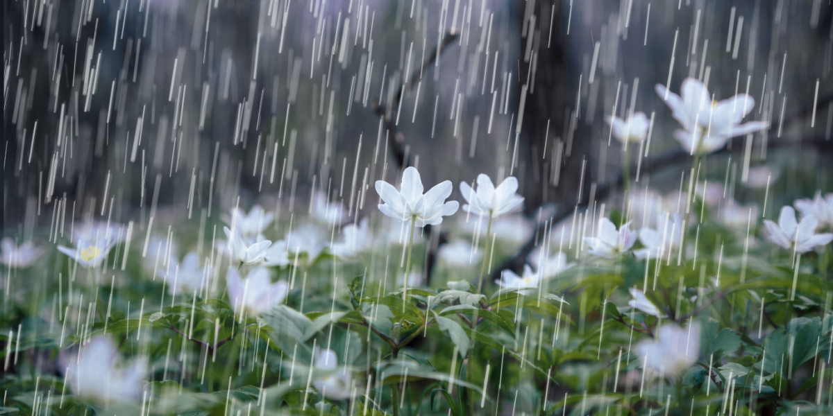 Nu bliver det vådt – op til en måneds regn på vej denne uge