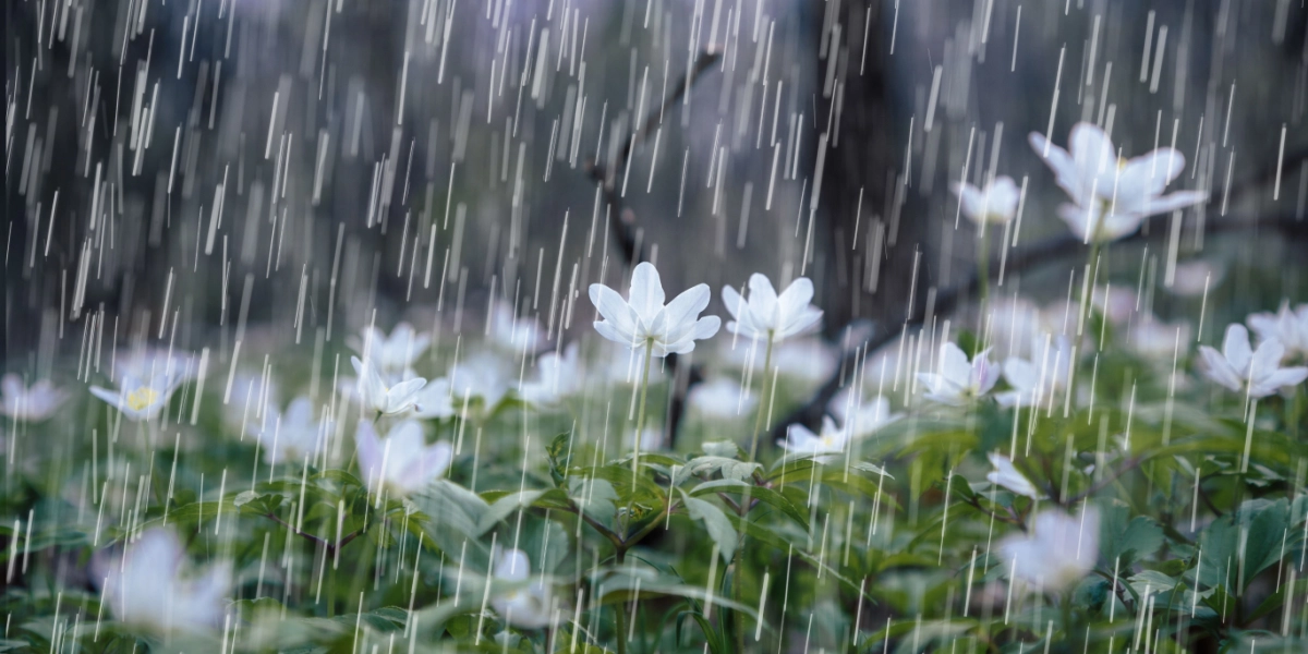 Nu bliver det vådt – op til en måneds regn på vej denne uge
