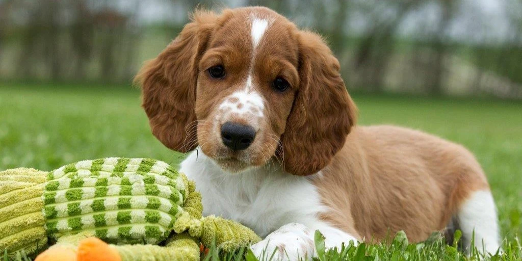 Sådan vælger du den perfekte hund til netop dit hjem