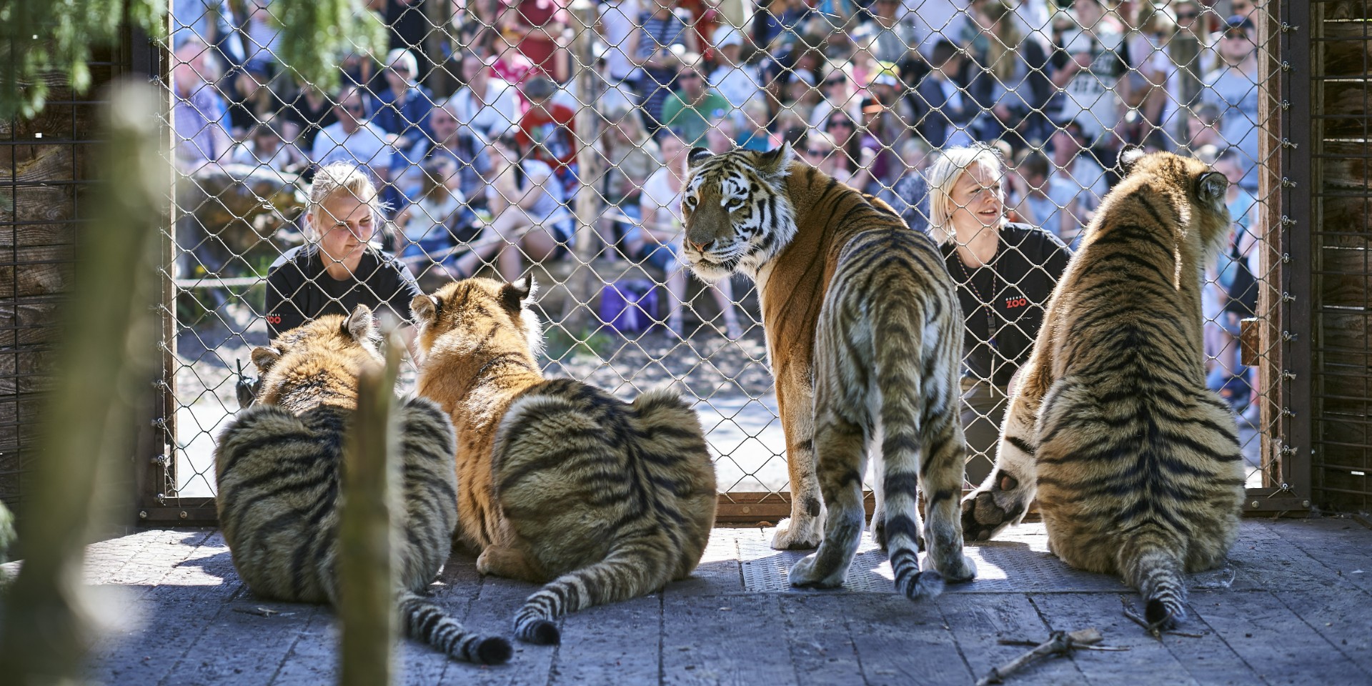 Ny alliance: Blodbus i zoologisk have