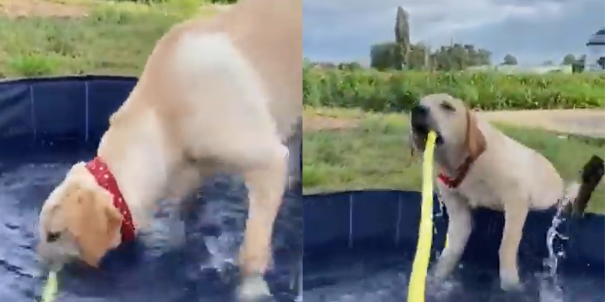 Denne hund leger med haveslangen i poolen: På bare få sekunder sker noget ganske uventet
