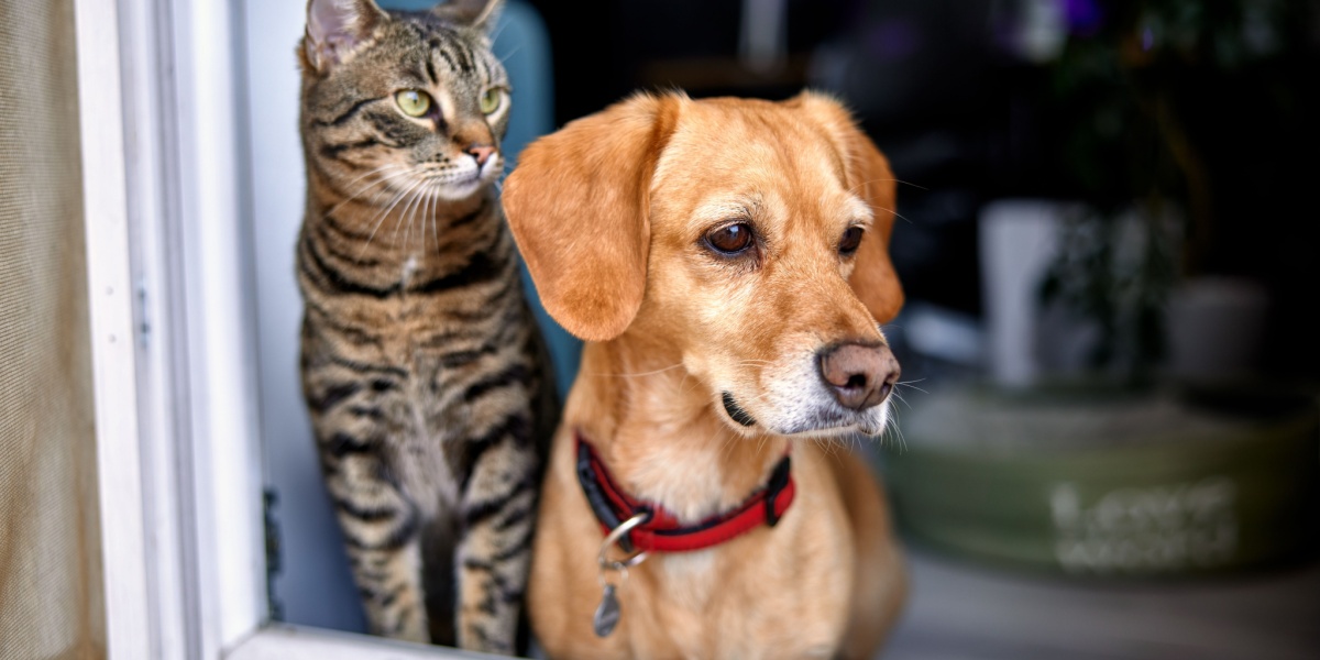 Nye regler vedrørende hunde og katte er vedtaget: Nu bliver det obligatorisk