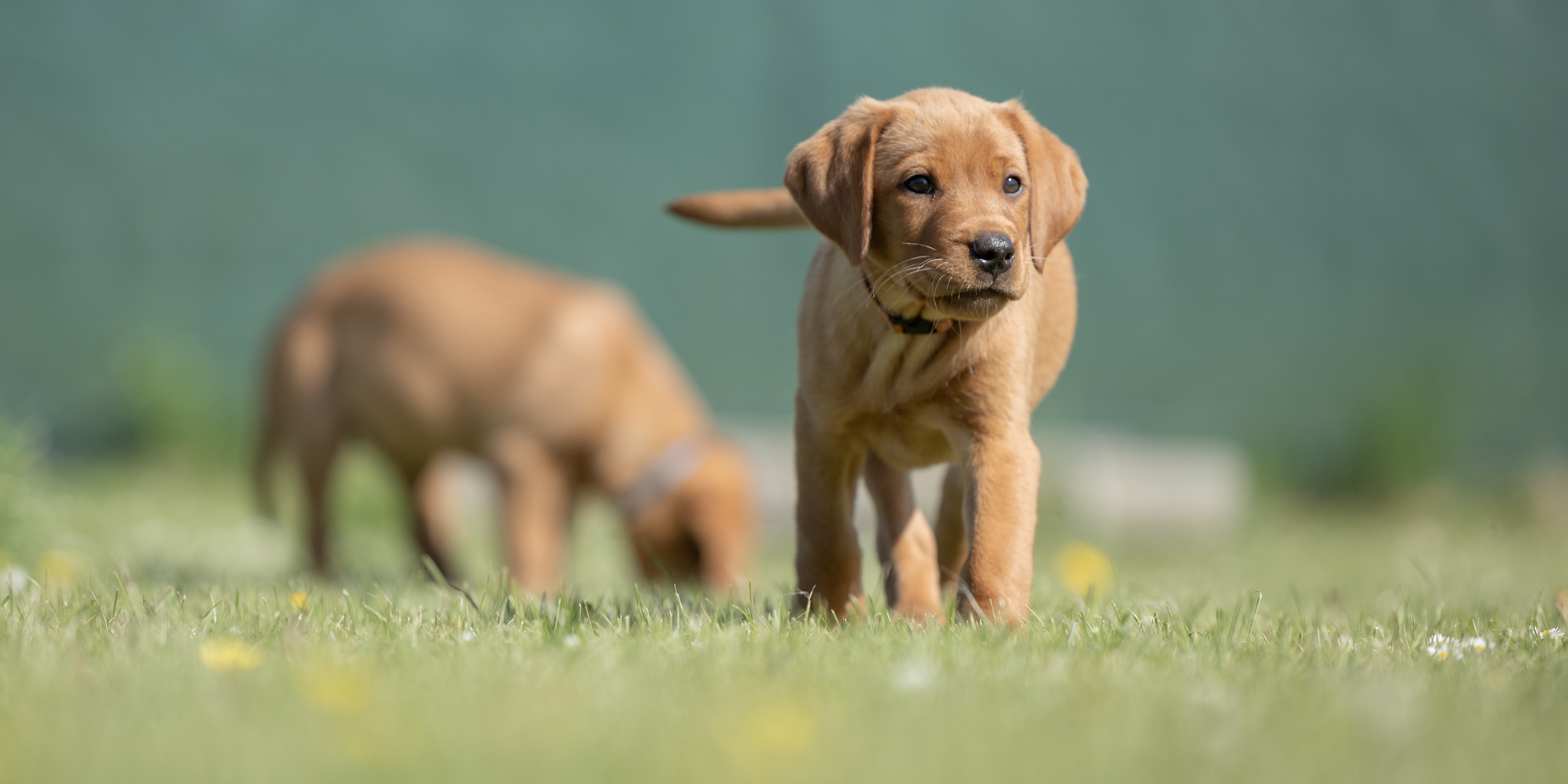 Dyrenes Beskyttelse i opråb: Hundehvalpe hører ikke til der!