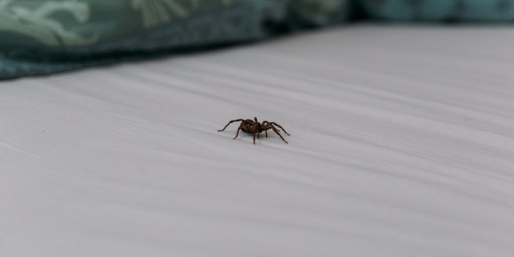 Edderkopperne i dit hjem har en betydning: Her er, hvad der er bedst at gøre